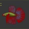 Vibrant Green Betta Fish with Blue Flowy Tail Isolated on Dark Background and Reflective Surface
