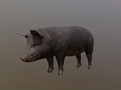 Gray Reptile Standing On Plain Background With Smooth Skin Texture And Natural Posture 3d model