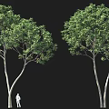 Tall Green Leafy Trees Against Black Background With Small White Figure 3d model