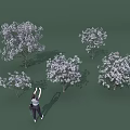 Multiple Blooming Flowering Arbors With White Blossoms And Person Taking Photos On Green Background
