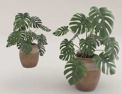 Potted Monstera Plants With Large Green Leaves In Brown Striped Pots 3d model