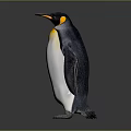 King Penguin With Yellow Neck Black Back And White Belly Standing On Gray Background
