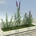 Purple Flowers And Green Leaves In Stone Flower Bed Under Blue Sky With White Clouds