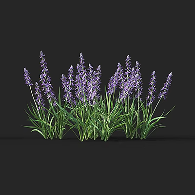 Beautiful Purple Lavender Flowers With Green Stems In Natural Setting 3d model