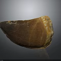 Ancient Prehistoric Animal Tooth Fossil With Brown Enamel And Textured Surface Details