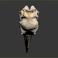 Detailed Bird Skull Organ Structure With Natural Bone Texture And Features