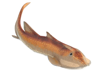 Unique Aquatic Animal With Orange Brown Body Distinctive Fins Tail And Shape In Marine Life 3d model