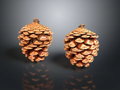 Two Detailed Natural Pine Cones Displaying Brown Texture On Dark Background With Reflection 3d model