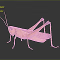 Yellow Grasshopper With Brown Wings And Long Hind Legs On Gray Reflective Surface 3d model