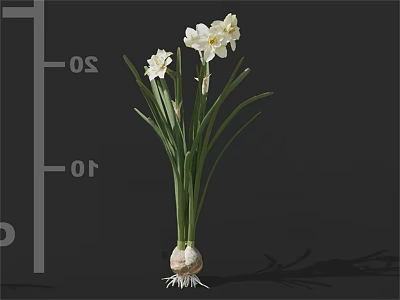 White Decorative Narcissus Flowers With Green Stems And Rooted Bulb On Black Background 3d model