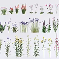 Assorted Colorful Garden Flowers And Herbs With Diverse Species And Foliage