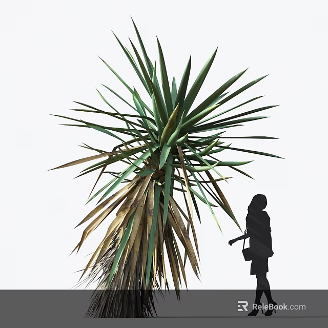 Large Agave Plant With Long Spiky Green And Brown Foliage Near Silhouette Of A Person 3d model 