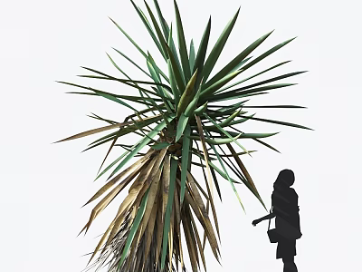 Large Agave Plant With Long Spiky Green And Brown Foliage Near Silhouette Of A Person 3d model