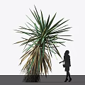 Large Agave Plant With Long Spiky Green And Brown Foliage Near Silhouette Of A Person