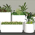 Stylish Plant Combination In White Planters With Various Shapes And Green Foliage Plants