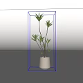 Bonsai Potted Plant With Green Leaves And Slender Stems In White Pot