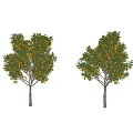 Two Green Arbor Trees With Lush Foliage And Ripe Fruits In Natural Setting