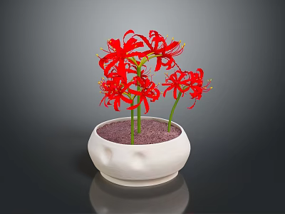 Blooming Red Spider Lilies in White Ceramic Pot with Purple Sand Soil 3d model