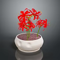 Blooming Red Spider Lilies in White Ceramic Pot with Purple Sand Soil