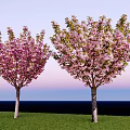 Two Flowering Trees with Pink Blossoms Standing on Green Grass under Blue Sky