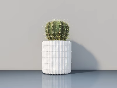 Cactus Bonsai Plant In White Ribbed Pot On Blue Tabletop With Gray Wall 3d model