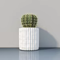 Cactus Bonsai Plant In White Ribbed Pot On Blue Tabletop With Gray Wall