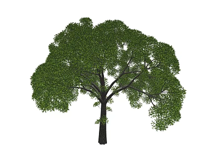 Mature Arbor With Dense Green Foliage And Broad Spreading Canopy 3d model