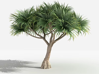 Lush Tree With Feathery Green Leaves Brown Trunk And Thick Roots 3d model