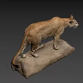 Mountain Lion Specimen Display at National Museum of Nature and Science Standing on Rock Base
