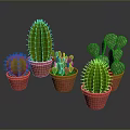 Different Shaped Cacti in Red Pots on Gray Background with Reflections