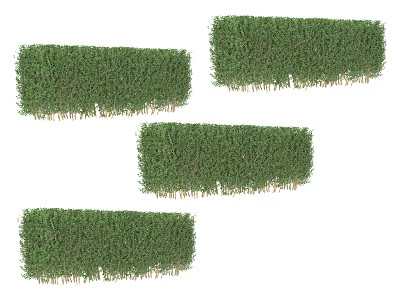 Healthy Lush Green Shrubs Arranged in Rows for Garden Landscaping Design 3d model