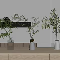 Minimalist Modern Interior with Vases Holding Green Plants on Wooden Tabletop