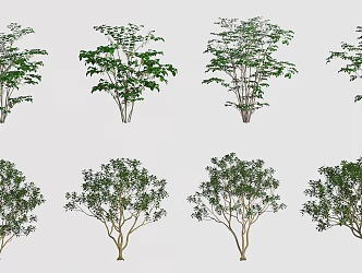 Trees Landscape Trees Street Trees Greening Trees 3d model