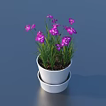 Potted Plant with Purple Flowers and Green Leaves in White Double Layered Pot