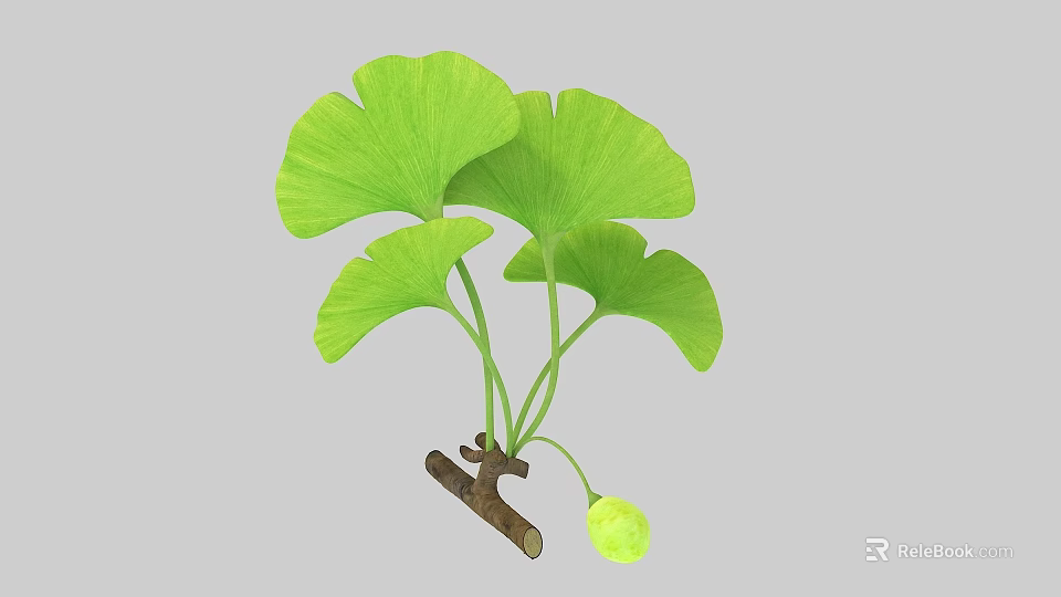 Vibrant Green Ginkgo Leaves On Branch With Small Green Fruit 3d model 