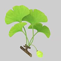 Vibrant Green Ginkgo Leaves On Branch With Small Green Fruit