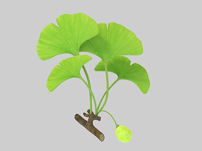Vibrant Green Ginkgo Leaves On Branch With Small Green Fruit 3d model