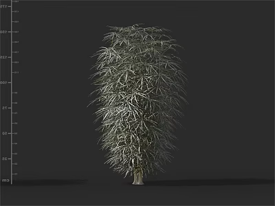 Slender Trunk Arbor With Lush Foliage And Upright Growth For Decorative Landscape Use 3d model