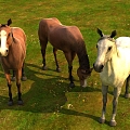 Grassland Horses 3d model