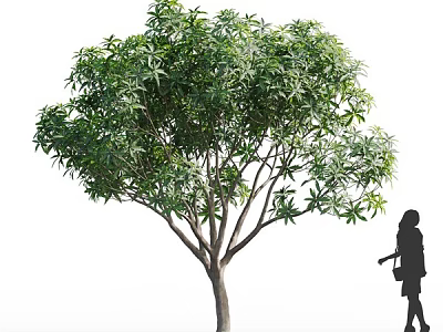 Tall Lush Arbor With Dense Green Foliage Straight Trunk And Person Silhouette Beside 3d model
