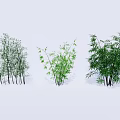 Varieties Of Bamboo Plants With Green Foliage