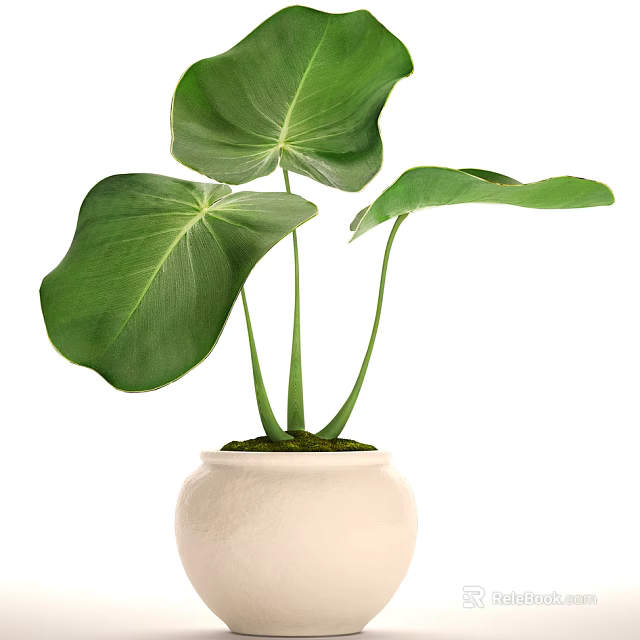 Indoor Potted Plant With Large Green Monstera Leaves In White Textured Ceramic Pot 3d model 