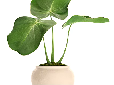 Indoor Potted Plant With Large Green Monstera Leaves In White Textured Ceramic Pot 3d model