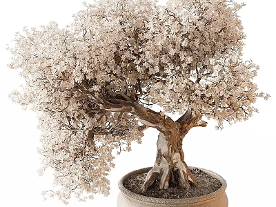 Beautiful Bonsai Tree With White Flowers Textured Trunk Exposed Roots And Decorative Pot 3d model