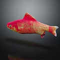 Vibrant Red And Yellow Aquatic Fish Floating On Dark Background With Clear Reflection
