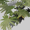 Lush Green Plant Featuring Split Broad Leaves And Vibrant Foliage Design 3d model
