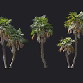 Tall Palm Trees With Green Leaves And Trunks On Black Background