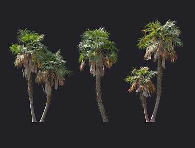 Tall Palm Trees With Green Leaves And Trunks On Black Background 3d model
