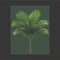 Lush Green Palm Plant with Red Trunk and Vibrant Leaves on Gray Background