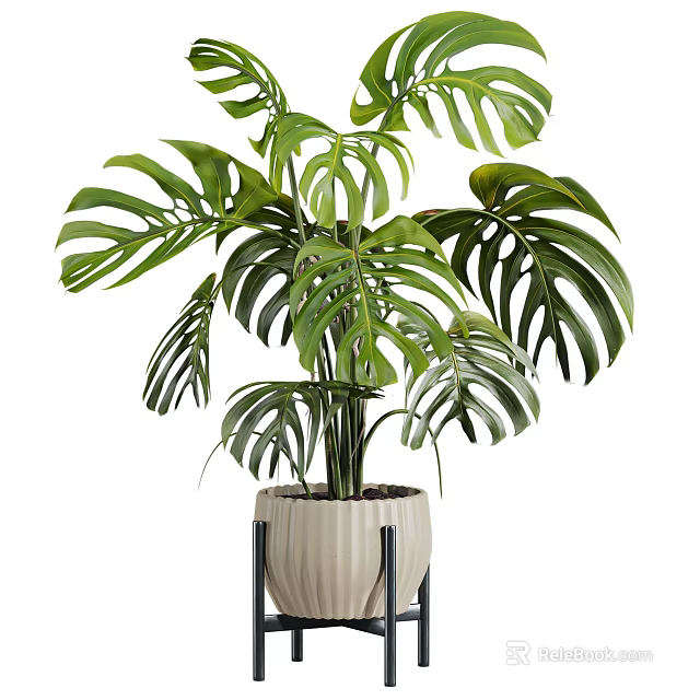 Large Leaf Monstera Potted Plant in Cream Colored Pot with Black Metal Stand 3d model 
